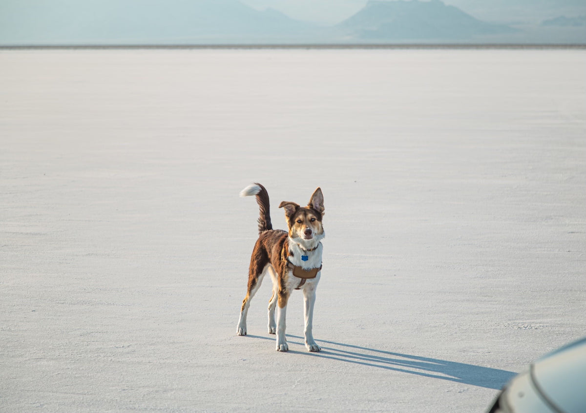 Rex at the Bonneville Salt Flats