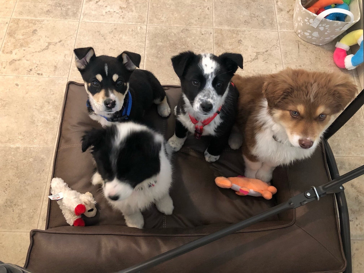 Top Left-Ruby Bottom Left-Roxy Middle-Rooster Right-Rex