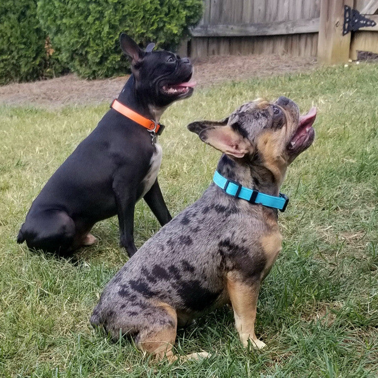 Bully boys