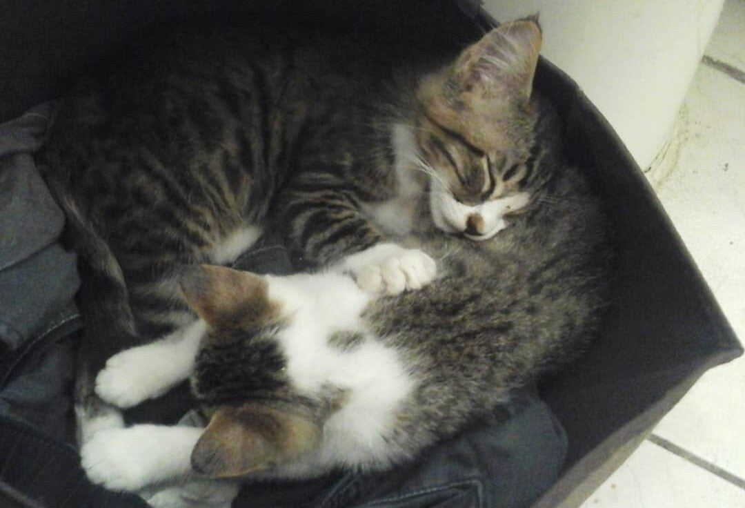 Rescue kitties