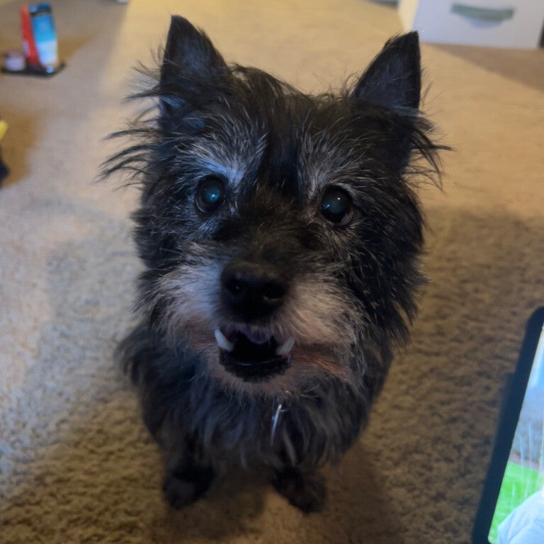 Puppy energy at 12 years old