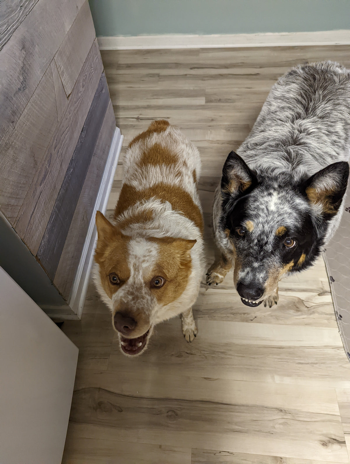 WAITING FOR DINNER
