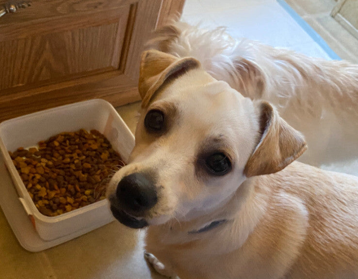Scrappy