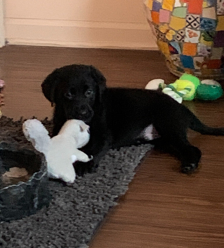 Midnight at 3 months (3 days after he arrived home)