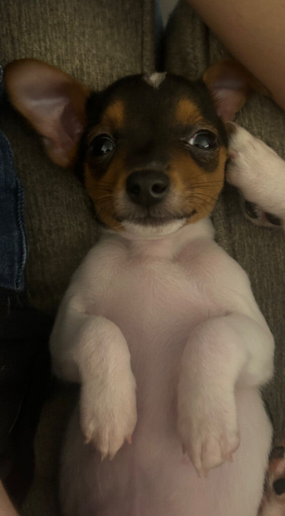 Rascal laying on the couch tired and begging for scratches.