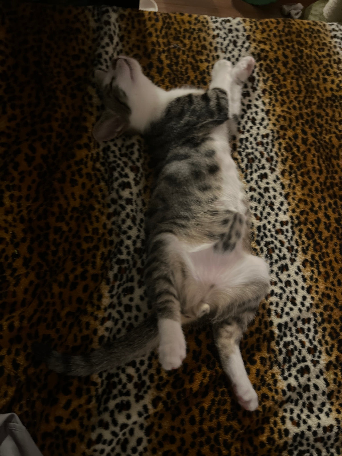 post breakfast nap