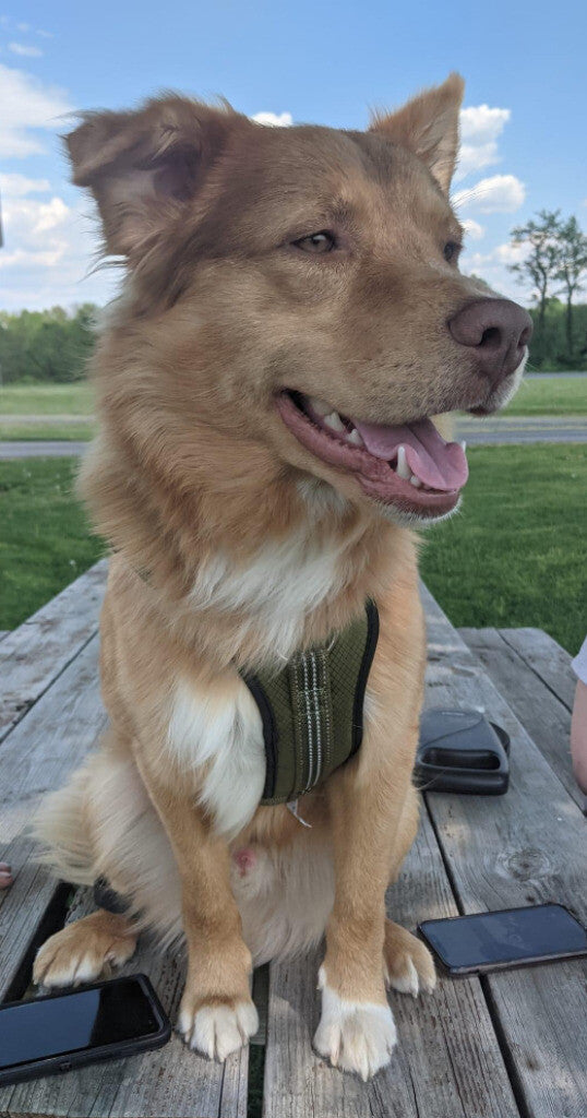 Appa at a park when we were visiting family in New Jersey