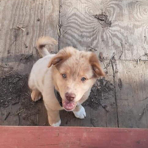 Back when he was my little baby fluff ball
