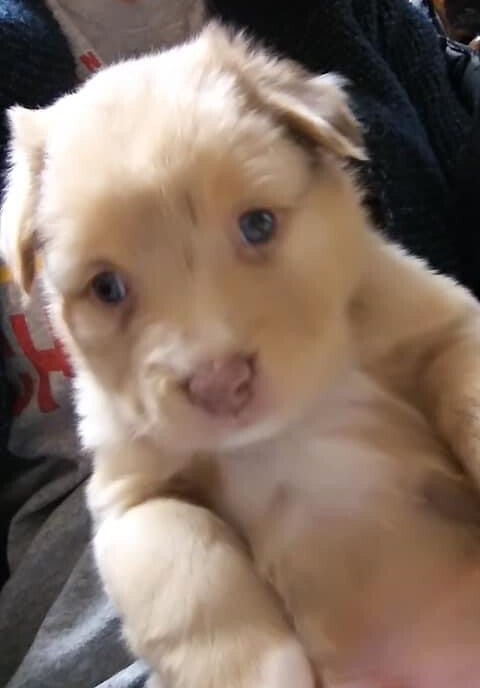 He was literally a little teddy bear