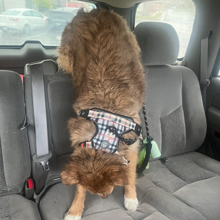 He ate his whole pup cup in this position