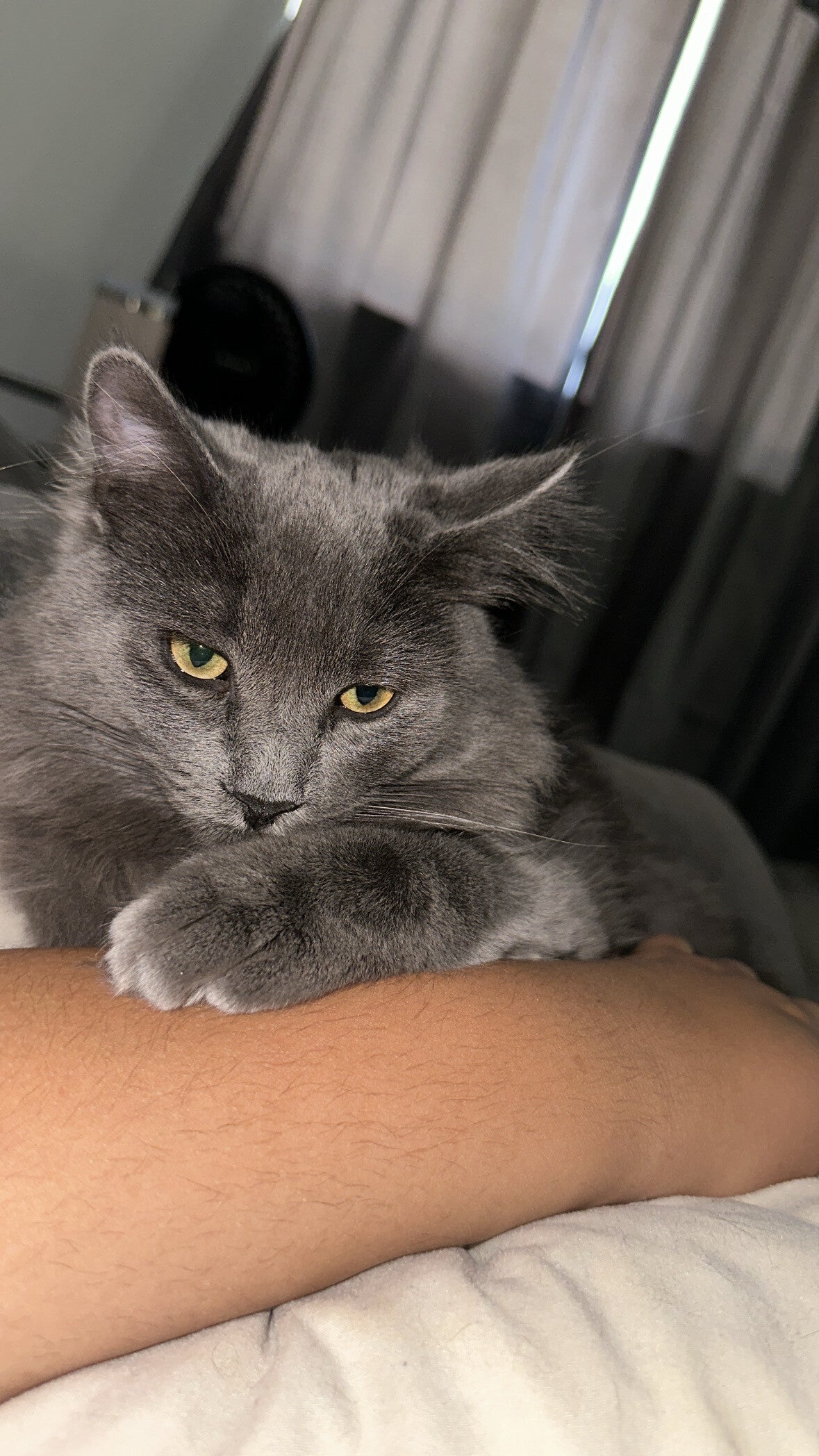 My littlest boy Pepper 