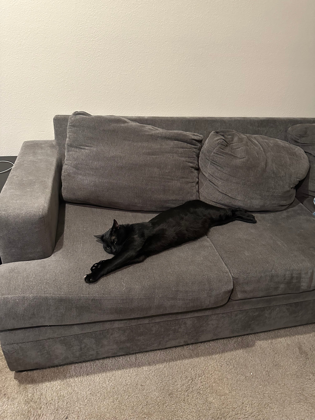 My biggest boy Spade (he’s lost a whole pound since this picture was taken) 