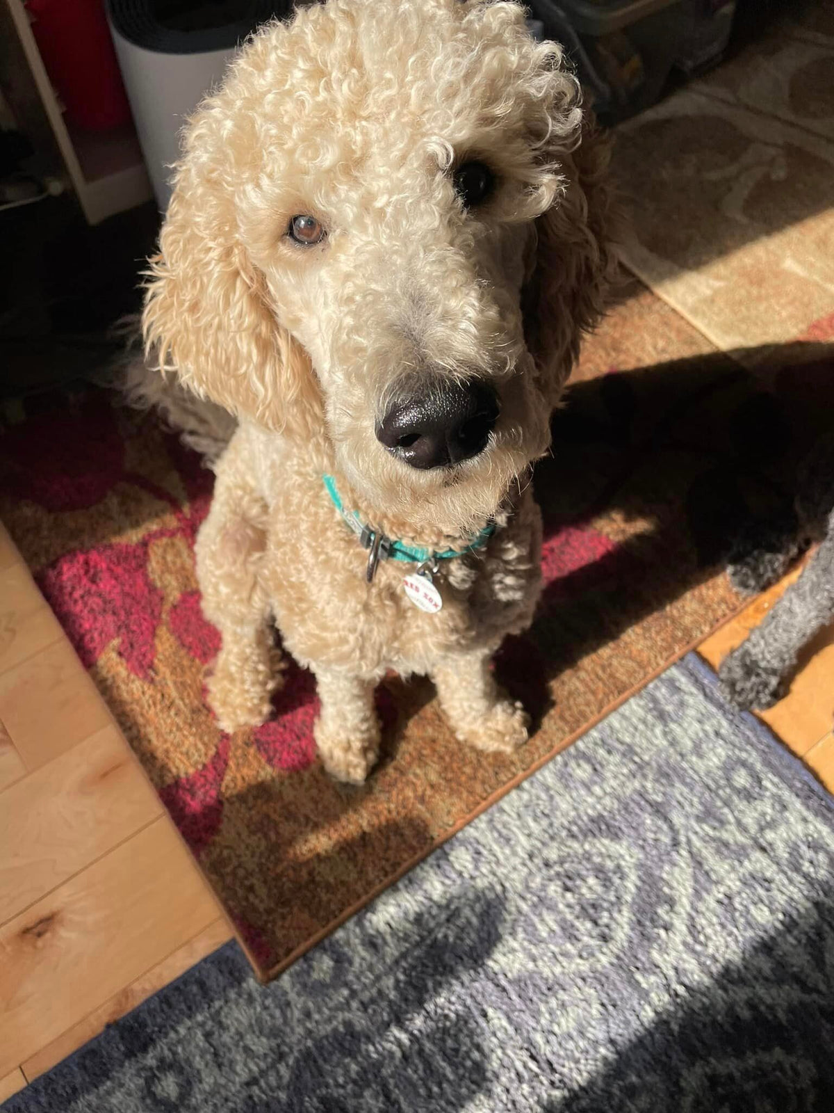 Percy himself, happy and healthy!