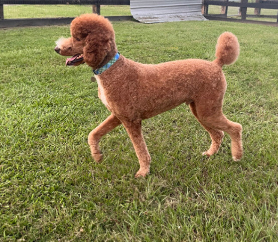 My Prancing Boy