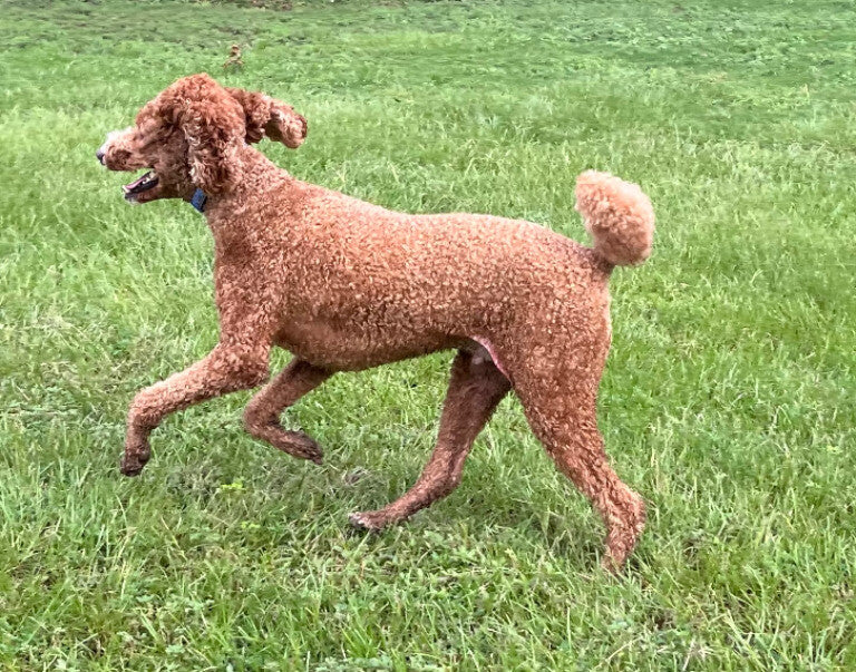 My Running Boy