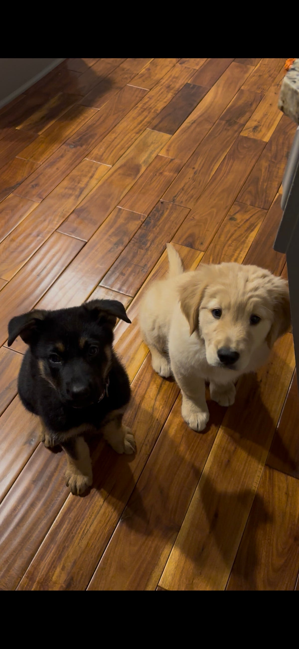 Waiting for their food 
