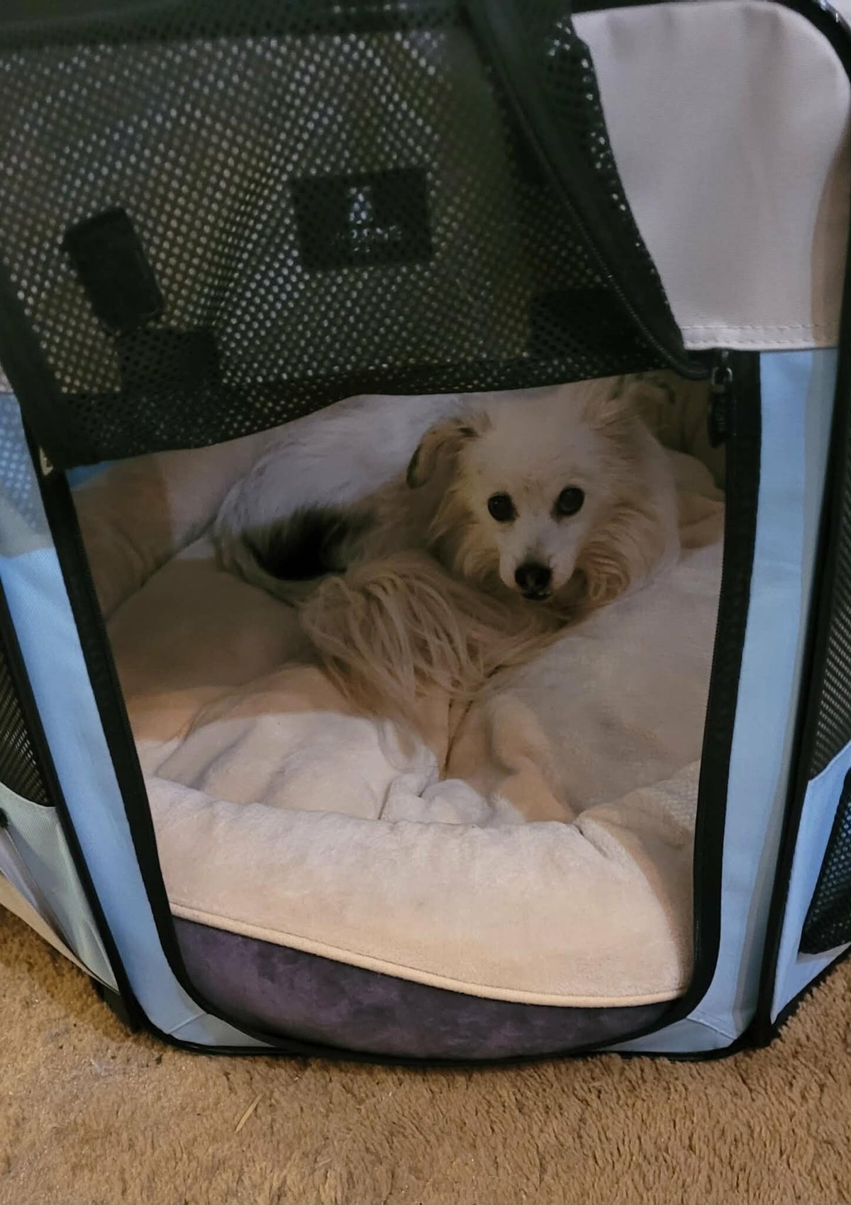 The little white dog