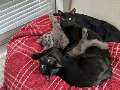 Ash, Spade & Pepper