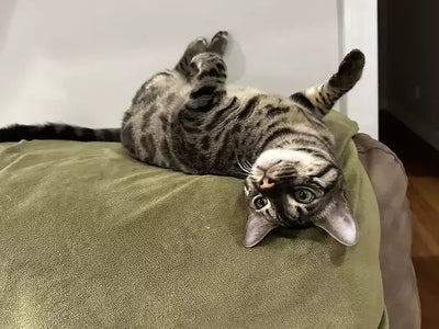 Picky bengal cat loves it