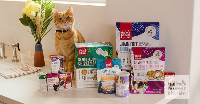 We ve Launched the World s First Human Grade Cat Food The