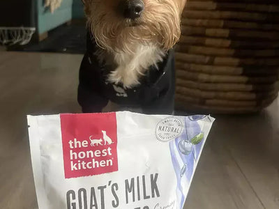 Our Yorkie Lives for these Treats!