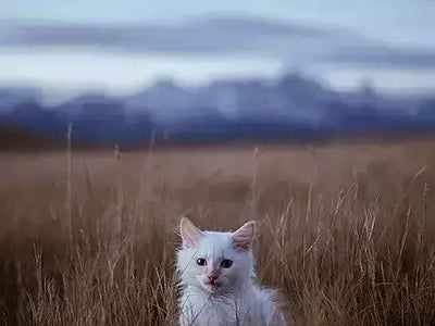 My cat loves it!