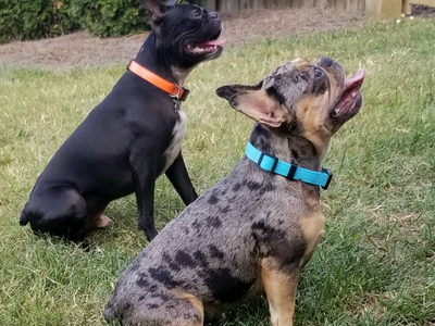 Meet Jude