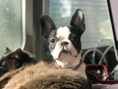 Margo