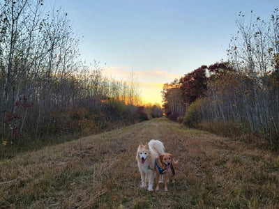 Oakley & Avery