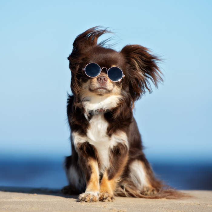 Dog wearing sunglasses sitting on a beach with a clear blue sky.