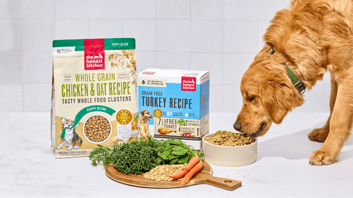 Yellow lab eating a bowl of food in front of packaging and ingredients. About The Honest Kitchen. 