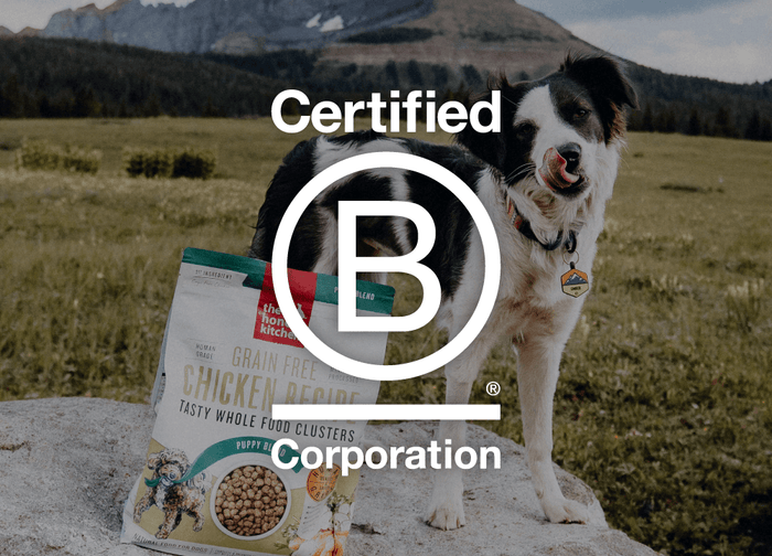 B Corp logo in front of a dog in a field. About The Honest Kitchen.
