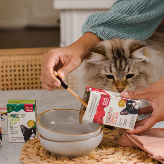 A fluffy tabby cat looks at a box of wet food longingly while their owner scoops it into a bowl. Healthy, high quality, human grade wet cat food from The Honest Kitchen.