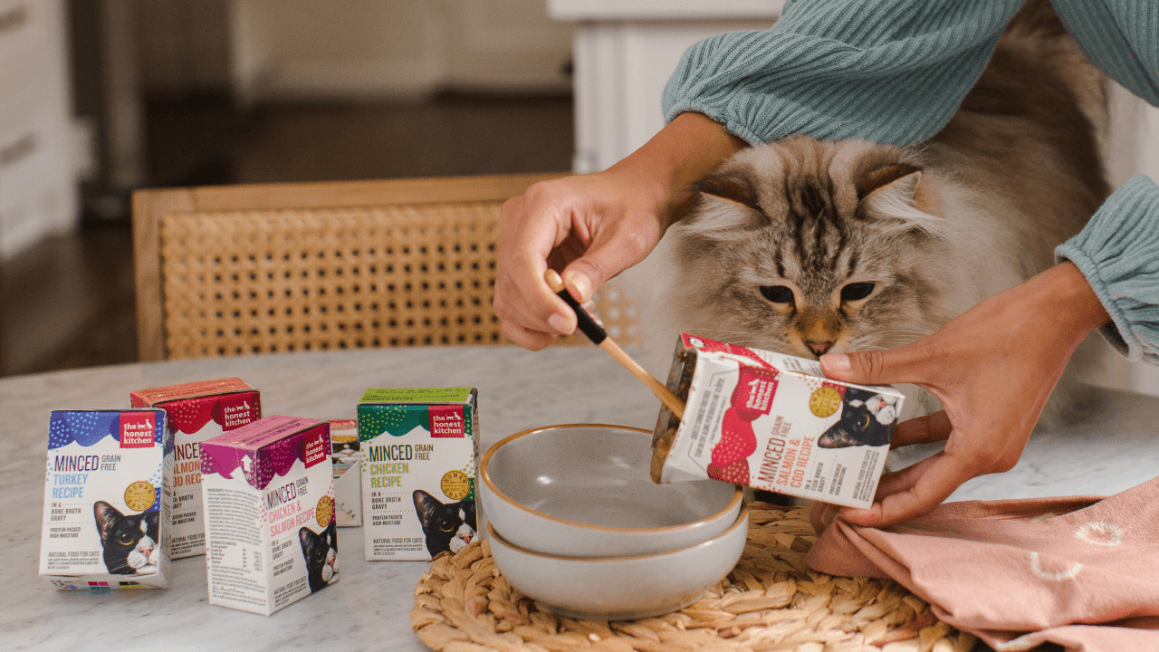 A fluffy tabby cat looks at a box of wet food longingly while their owner scoops it into a bowl. Healthy, high quality, human grade wet cat food from The Honest Kitchen.