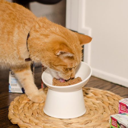 An orange tabby cat eats wet food from a white standing bowl. healthy, high quality, human grade wet cat food from The Honest Kitchen.