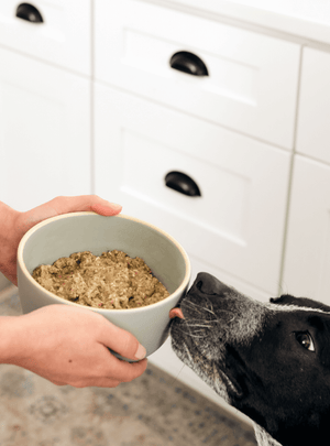 A dog licking the outside of a bowl, eagerly awaiting The Honest Kitchen's human grade dehydrated dog food.