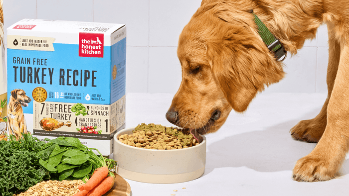 Golden Retriever eating The Honest Kitchen Whole Food Clusters topped with dehydrated recipe in a white bowl. Healthy, high quality, human grade food for dogs and cats.