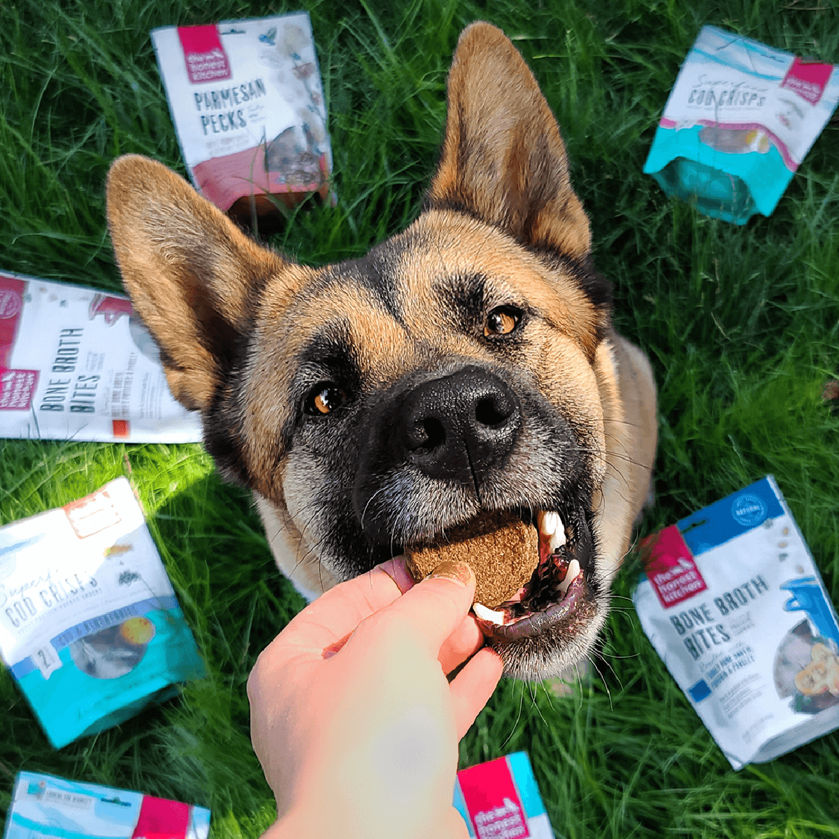 A german shepherd accepts a treat from its owner in a grassy field with several bags of The Honest Kitchen's treats surrounding them. Dog treats from The Honest Kitchen.