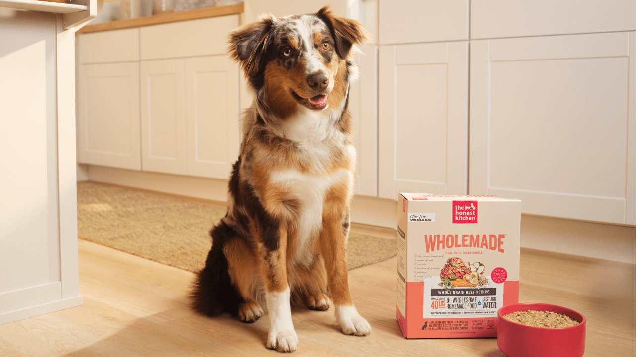 Dog sitting next to a box of 'Wholemade' dehydrated dog food in a kitchen. Wholemade dehydrated dog food from the honest kitchen.