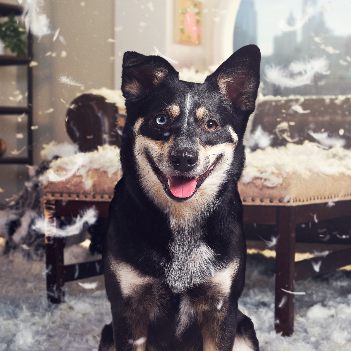 Image of a tan and black dog with one blue and one brown eye smiling in front of a background of a shredded couch with stuffing everywhere. He looks proud of his destruction. Healthy, high quality, human grade food for dogs and cats from The Honest Kitchen.