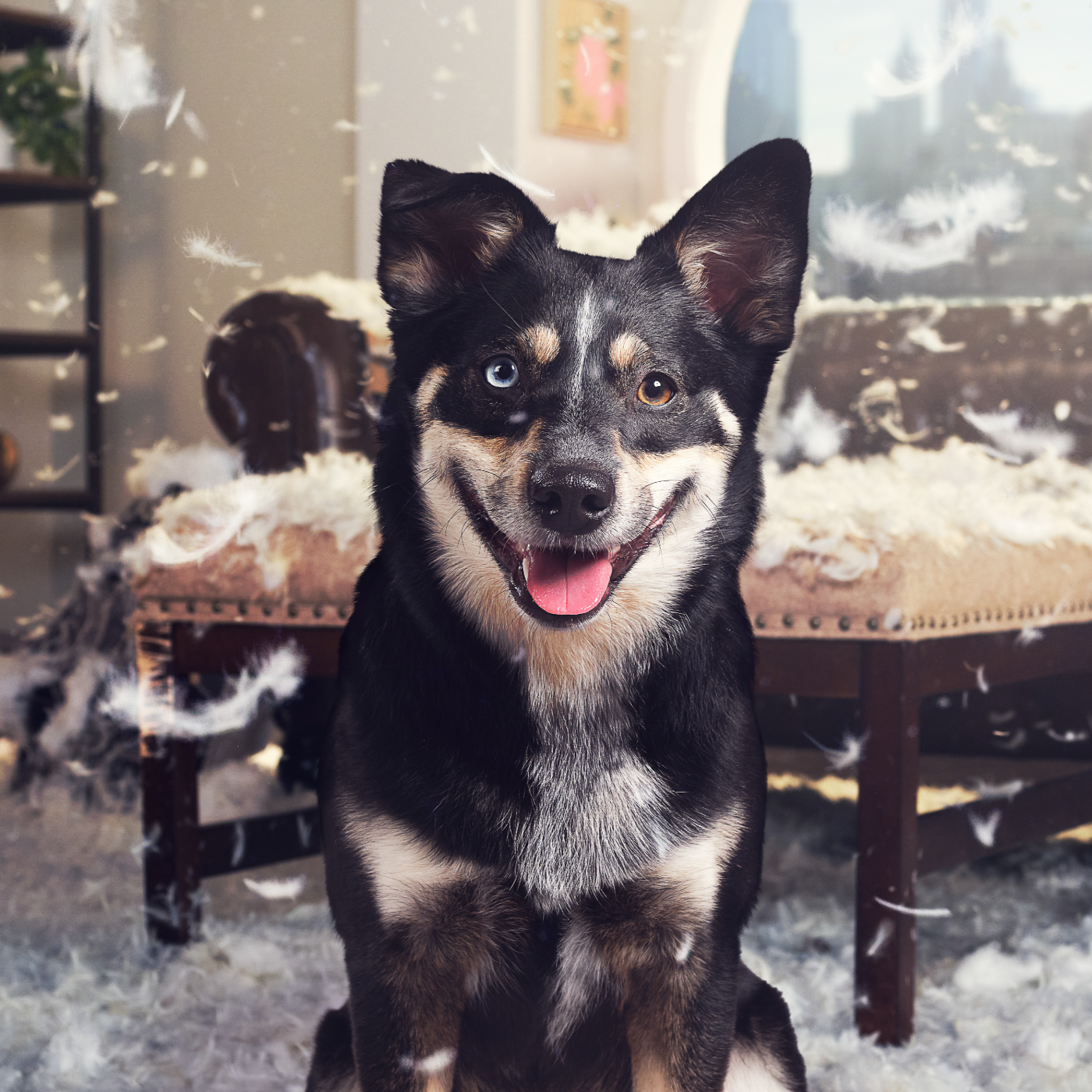Image of a tan and black dog with one blue and one brown eye smiling in front of a background of a shredded couch with stuffing everywhere. He looks proud of his destruction. Healthy, high quality, human grade food for dogs and cats from The Honest Kitchen.