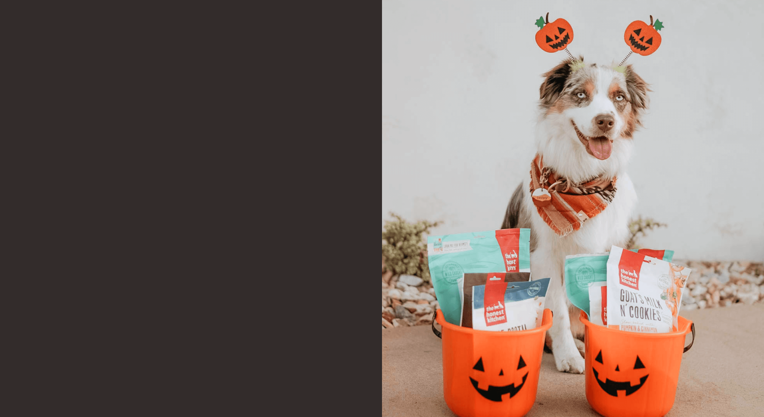 Dog in Halloween costume sitting behind trick or treat buckets filled with The Honest Kitchen dog treats.  Healthy, High Quality, Human Grade food for dogs and cats from The Honest Kitchen.