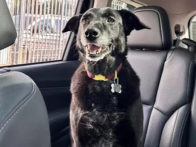 Different Dog