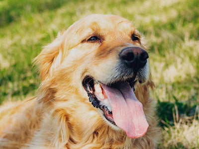 Pet Wellness