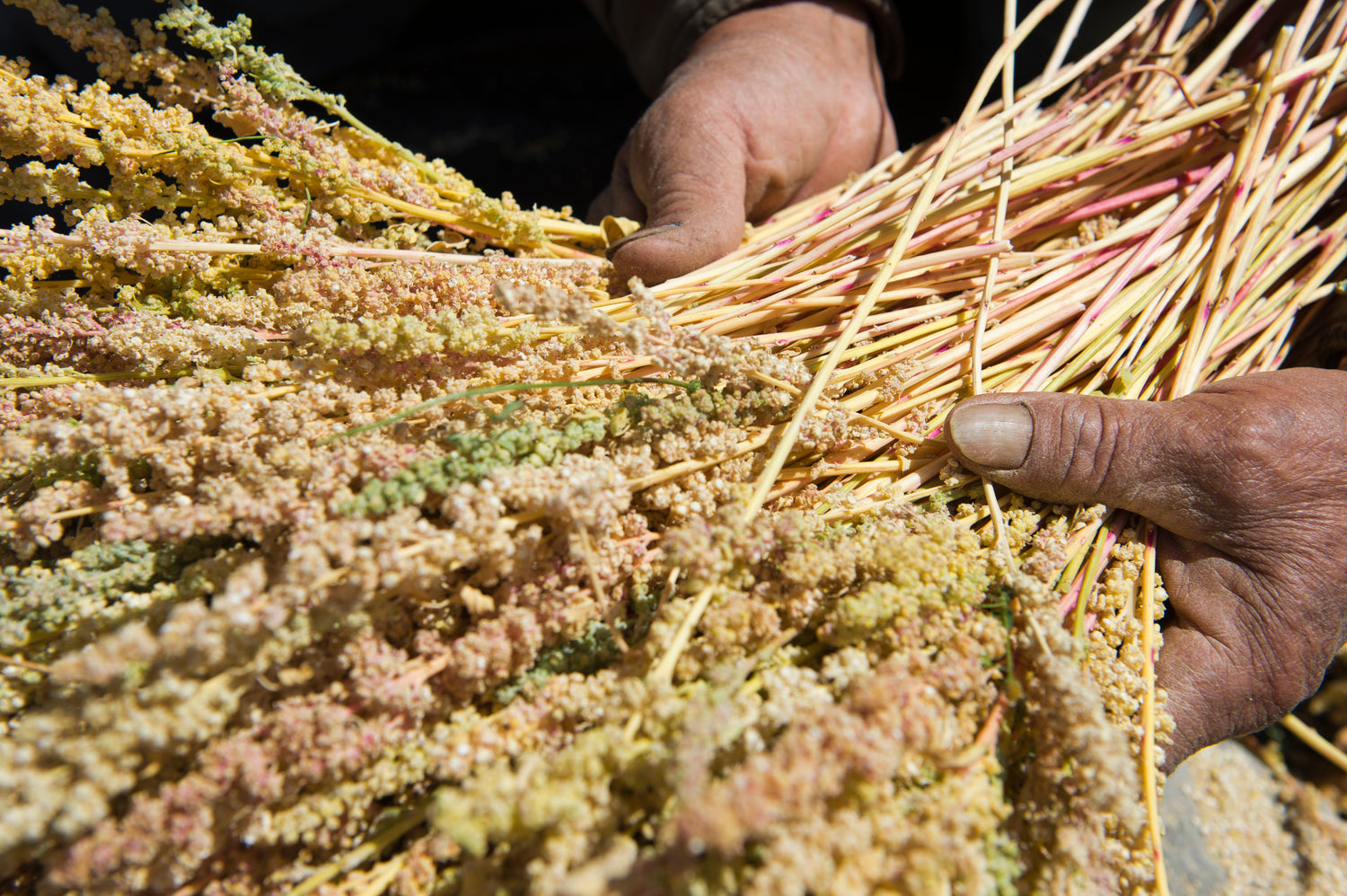 Organically grown quinoa